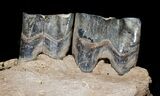 Partial Woolly Rhino Lower Jaw #3541-2